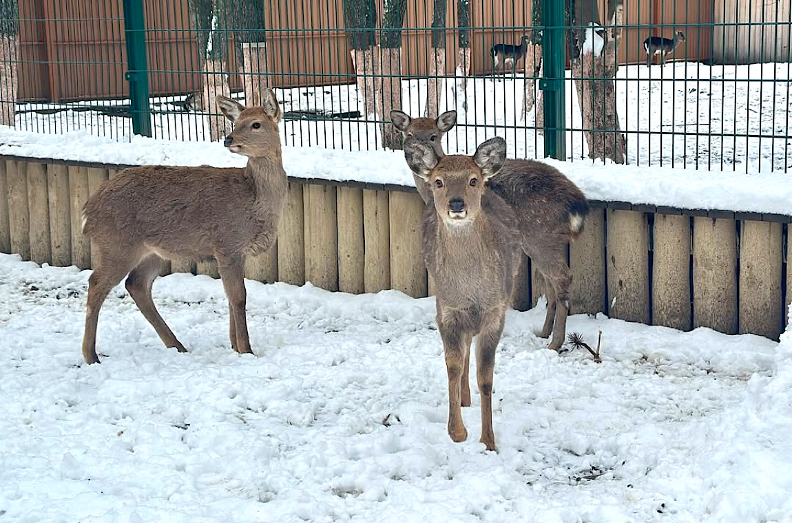Картинка екопарк Келечин 